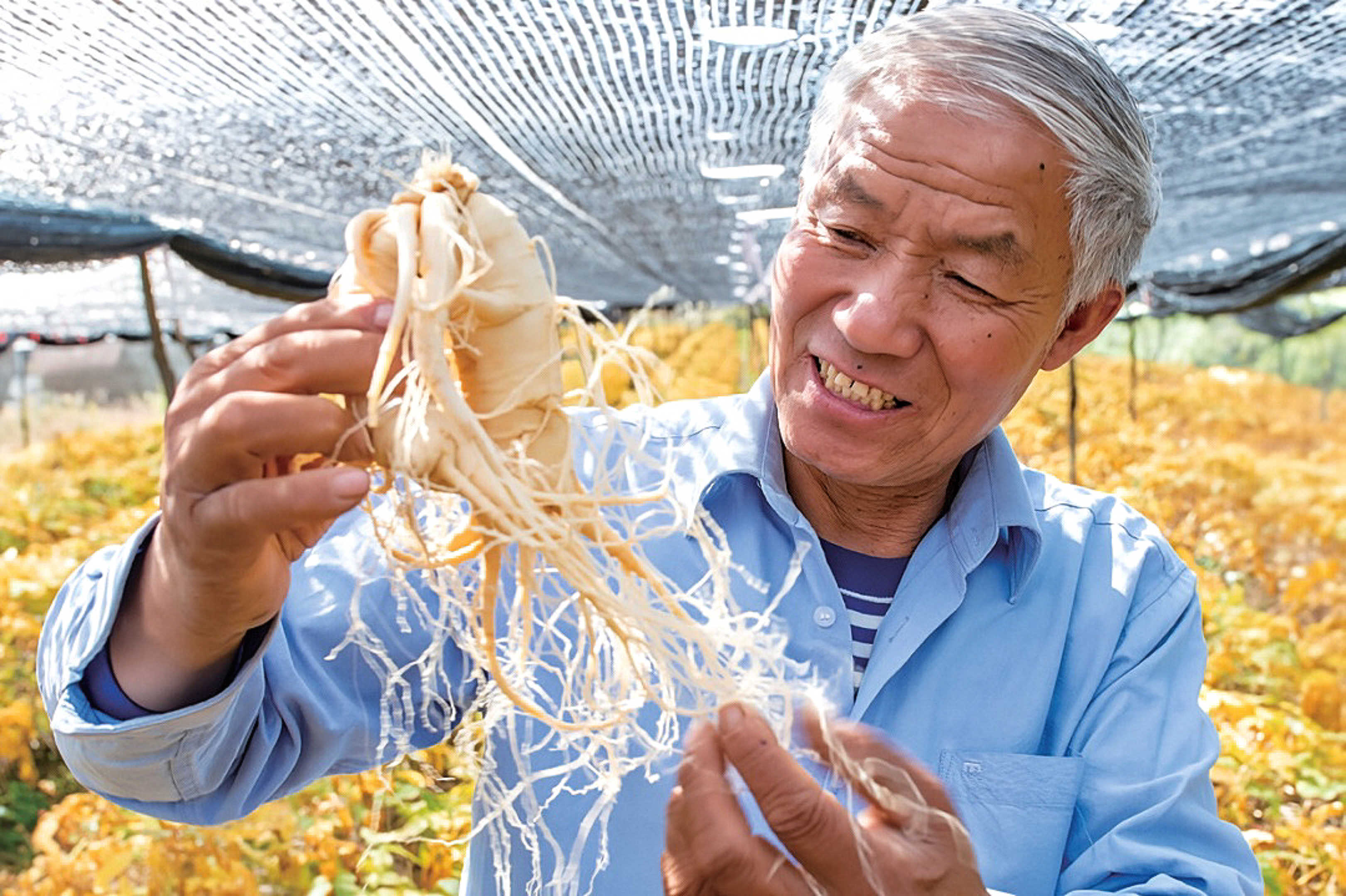 王文水：用一生種好一“參”