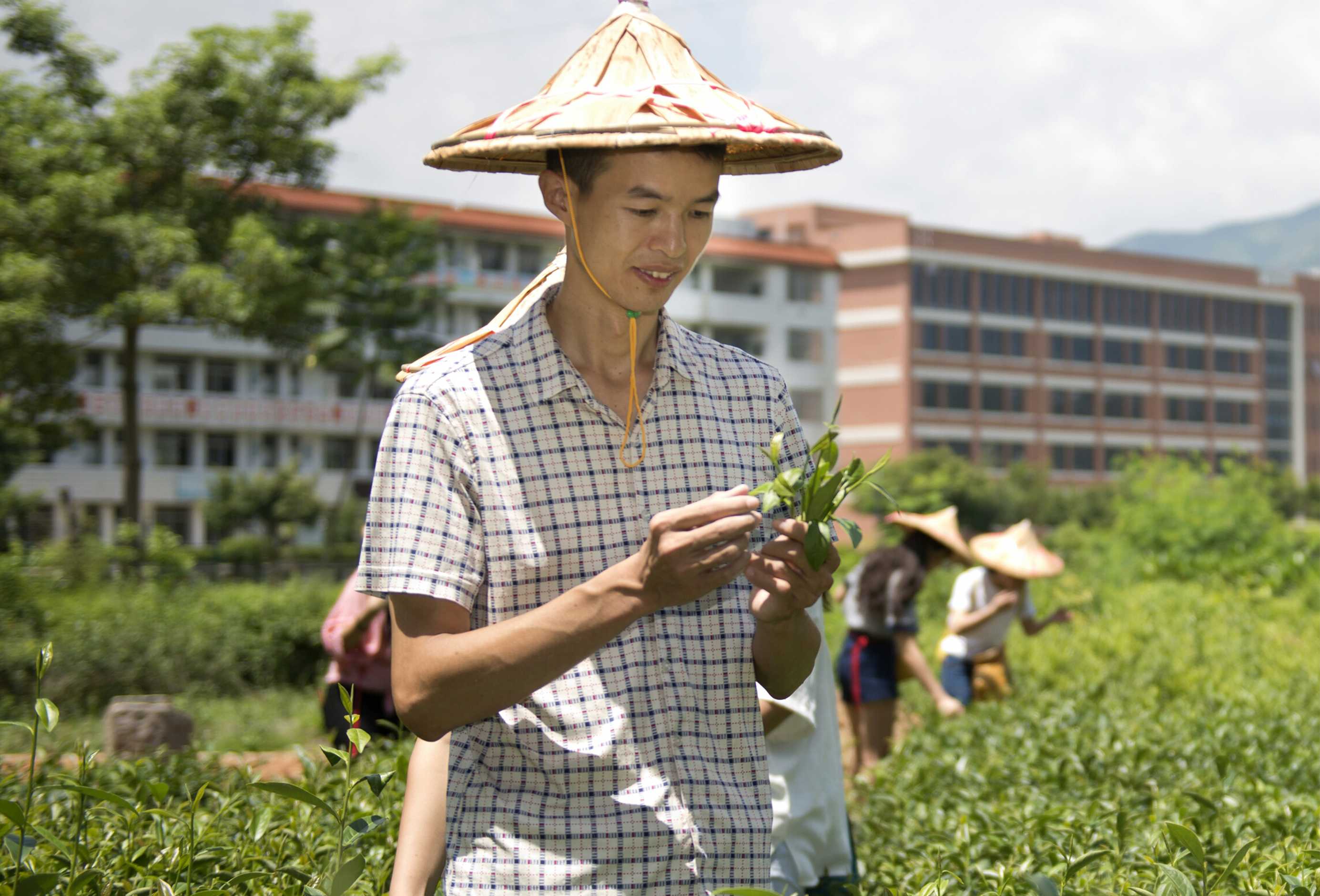 溫文溪：沏一盞清茶，傳一世濃香